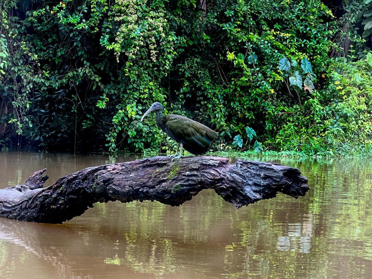 Apartmán The Corner House Tortuguero Exteriér fotografie